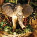 Rain Forest Cafe